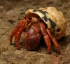 Caribbean Hermit Crab (Coenobita Clypeatus)