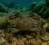 Cronius Ruber