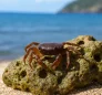 Cyclograpsus Integer
