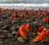 Blackback Land Crab