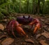 Gecarcinus Ruricola