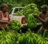Green Bananas in Dominica