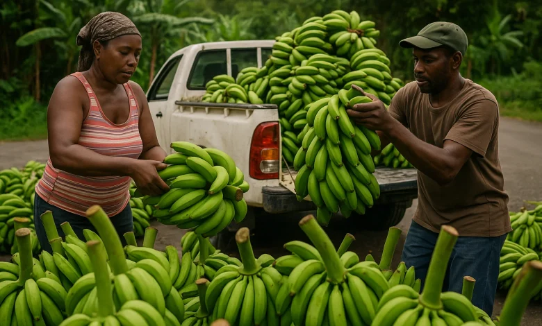 Green Bananas in Dominica