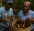 Harvesting Crabs in Dominica