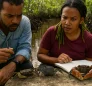 Mangrove Crabs of Dominica