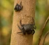 Mangrove Tree Crab (Aratus Pisonii)