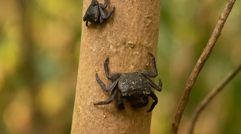 Biodiversity of Dominica