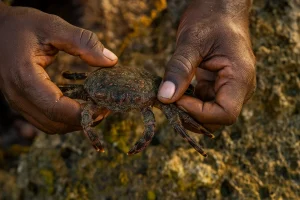 Plagusia Depressa (Sargassum Crab)
