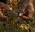 Plagusia Depressa (Sargassum Crab)