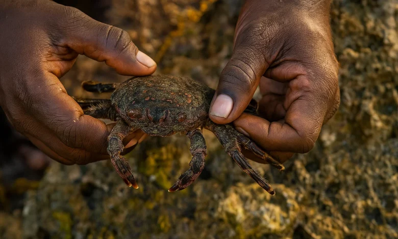Plagusia Depressa (Sargassum Crab)