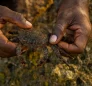 Plagusia Depressa (Sargassum Crab)