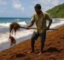 Sargassum in Dominica