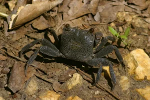 Sesarma Miersii (Armases Miersii)