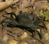 Sesarma Miersii (Armases Miersii)