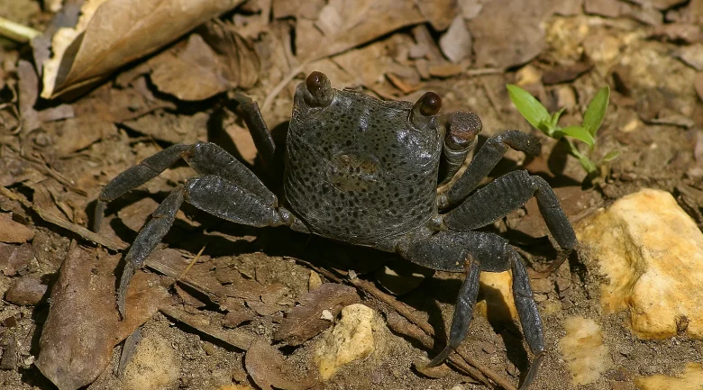 Sesarma Miersii (Armases Miersii)