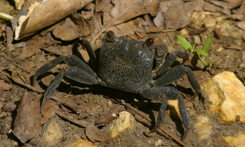 Sesarma Miersii (Armases Miersii)