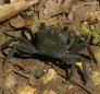Sesarma Miersii (Armases Miersii)