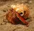 Soldier Crab