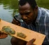 Swimming Crabs in Dominica