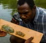 Swimming Crabs in Dominica