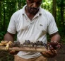 Terrestrial Crabs from Dominica