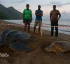 Turtle Nesting in Dominica