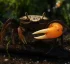 Uca Burgersi (Burger’s Fiddler Crab)
