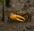 Uca/Minuca Vocator (Atlantic Mangrove Fiddler Crab)