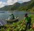 Blue and Green Economy of Dominica