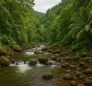 Springfield River