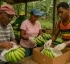 Banana (Protection and Quality Control) Act
