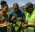 National Plant Protection Organisation (NPPO)