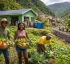 Dominica Community Resilience Enhancement Project (DOMCREP)