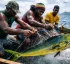 Mahi-mahi