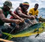 Mahi-mahi