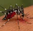 Aedes Aegypti