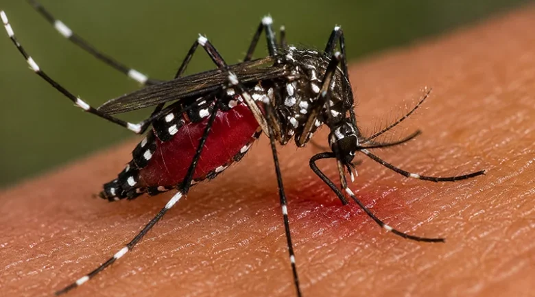 Aedes Aegypti