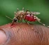 Anopheles Aquasalis