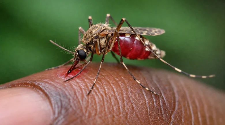 Anopheles Aquasalis