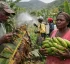 Black Sigatoka in Dominica
