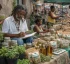 Bush Doctor in Dominica