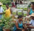Bush Medicine in Dominica
