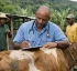 Chief Veterinary Officer (CVO)