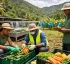 Dominica Good Agricultural Practices (DOM-GAP)