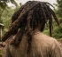 Dreadlocks