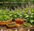 Holy Basil