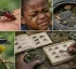 Mosquitoes in Dominica