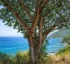 West Indian Mahogany