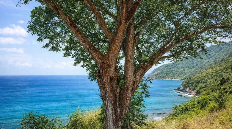 West Indian Mahogany
