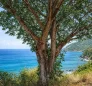 West Indian Mahogany